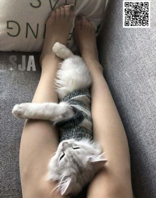 犯罪都市4